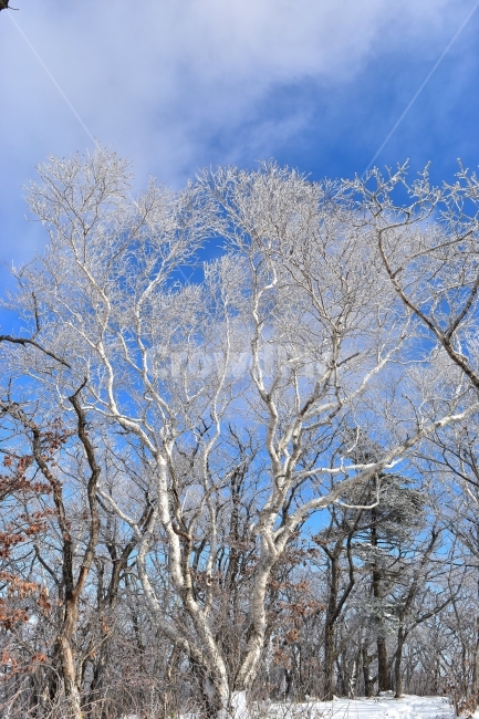 태백산,설경,상고대,눈꽃,풍경,겨울,겨울왕국,서리꽃,눈,천제단,자연,스포츠,등산,산행,nature,snow,설국,겨울풍경,느낌,아름다운,신비로운,경이로운,다큐,필,디자인,힐링,명산,국립공원,순백,landscape,winter,season,영산,사스래나무,겨울,계절,winter,season,자연,풍경,nature,landscape,한국자연풍경,한국자연경관,korea nature landscape,식물,plants,나무,trees,wood,plant,tree,tree trunk,나무 줄기