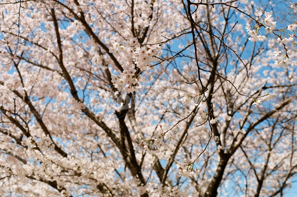필름사진,filmphotography,필름,벚나무,식물,plant,꽃,flower,blossom,벚꽃,cherryblossom,봄꽃,만개한,나뭇가지,spring,봄,계절,spring,season