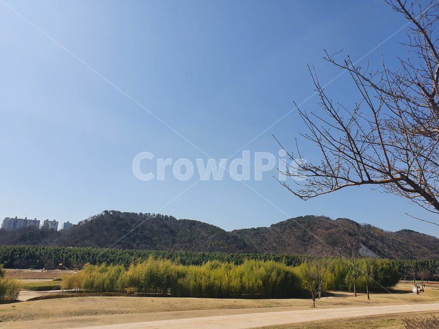 outdoors,옥외,대나무숲,잔디,자연,nature,plant,식물,tree,나무,공원,산책,대나무,숲,하늘,봄,봄날,오솔길,산책길,forest,sky,spring,park,road,sand,울산,울산대공원,대공원