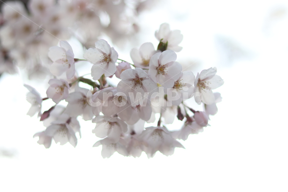 4월,봄,벚꽃,맑은날,꽃,봄,계절,spring,season,식물,자연,plants,nature,꽃,flower,plant,blossom