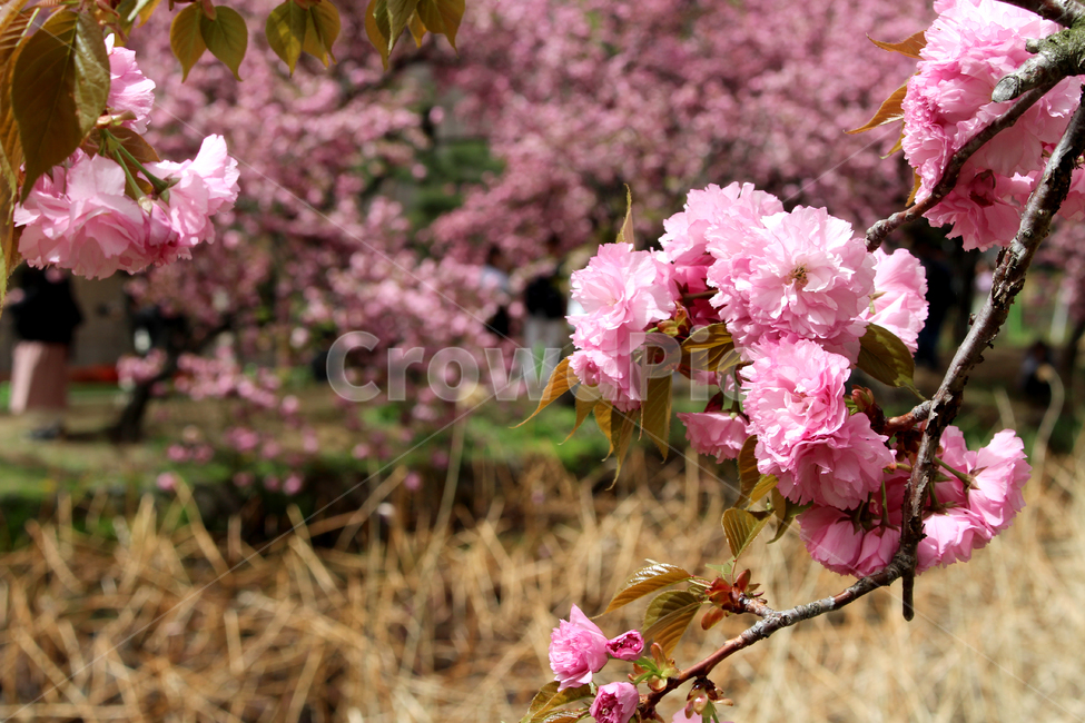 벚꽃,봄,겹벚꽃,자연,꽃,감성,spring,flower,nature,cherryblossom