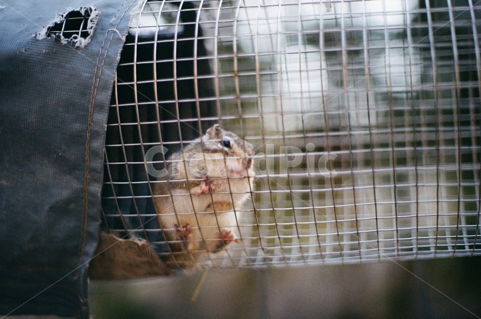 다람쥐,동물원,동물,쥐,zoo,다람쥐통,작은동물,귀여운동물,animal,동물,animal,포유류,mammal
