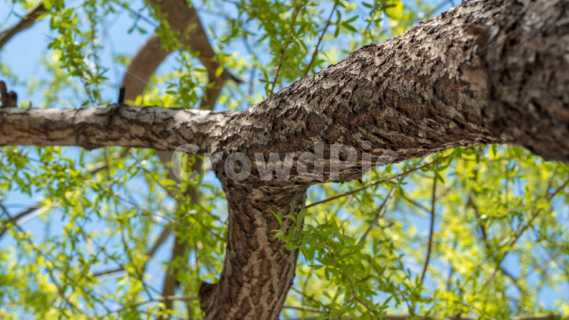 버드나무,초록잎,나무,능수버들,salixkoreensisanderss,버들잎,식물,자연,plants,nature,나무,trees,wood