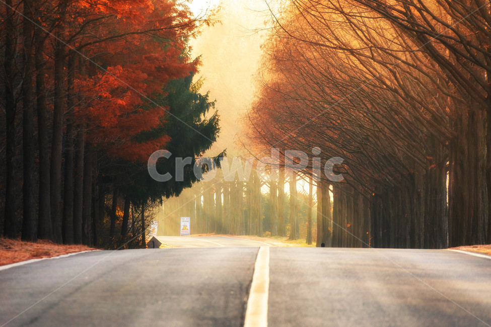 길,메타세콰이어길,아침,늦가을,풍경,모래재,가을,계절,fall,autumn,season,식물,자연,plants,nature,나무,trees,wood,교통,교통수단,traffic,transportation,road,도로,asphalt,아스팔트