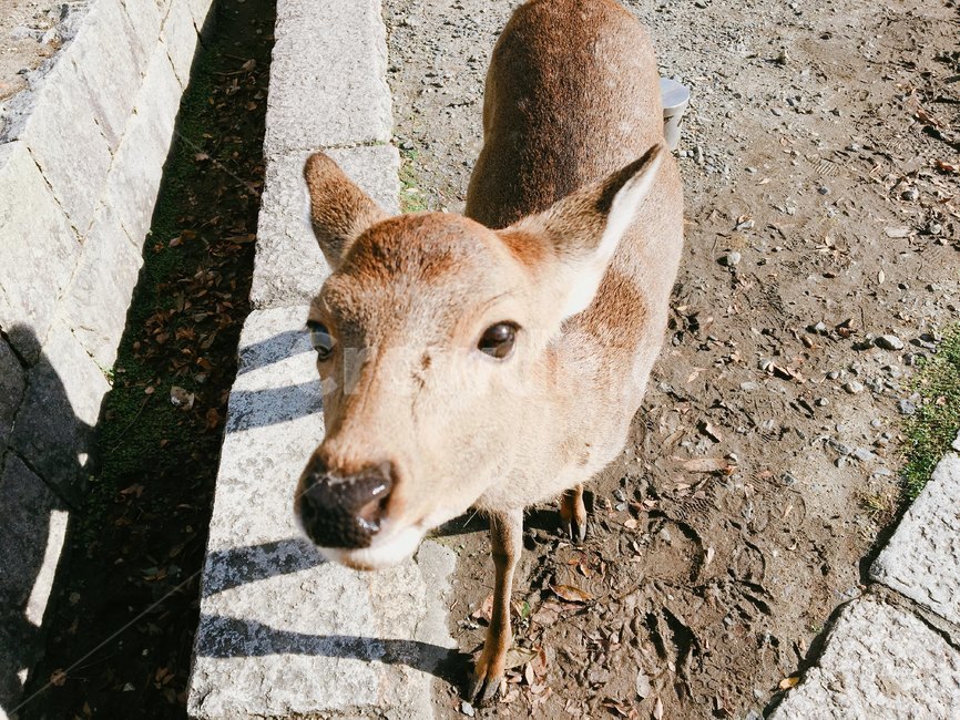 deer,사슴,일본,사슴공원,cute