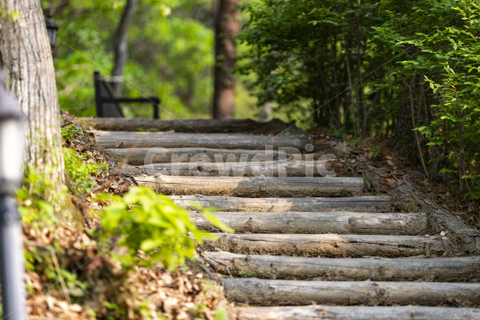 공원,숲길,통나무,계단,의자,배경,자연,자연,풍경,nature,landscape,식물,plants,나무,trees,wood,path,통로,walkway,보도,flagstone,판석
