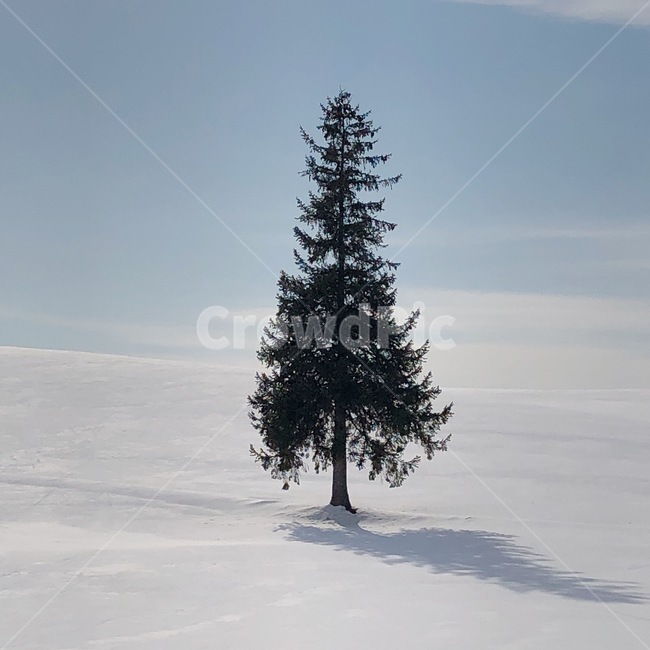 크리스마스,나무,트리,삿포로,비에이,겨울,풍경,자연,겨울,계절,winter,season,자연,풍경,nature,landscape,tree,plant,식물,fir,전나무