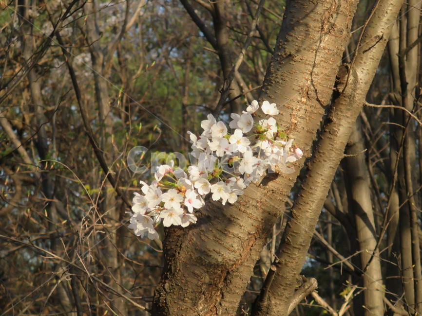 벚꽃,봄꽃,봄,흰꽃,하얀꽃,plant,꽃,springseason,식물,자연,plants,nature,flower,감성,sensiblefeeling,blossom