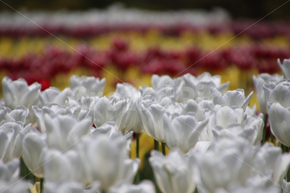 꽃,튤립,광교호수공원,꽃사진,자연,식물,자연,plants,nature,꽃,flower