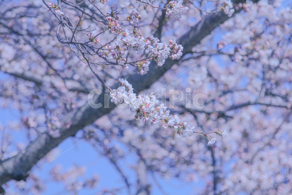 봄,벚꽃,매화,꽃,분홍,핑크,색깔,색감,색상,자연,풍경,계절,spring,blossom,cherryblossom,flower,pink,봄,계절,spring,season