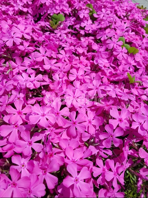 꽃잔디,꽃,자연,봄,분홍,flower,nature,spring,식물,자연,plants,nature,꽃,flower