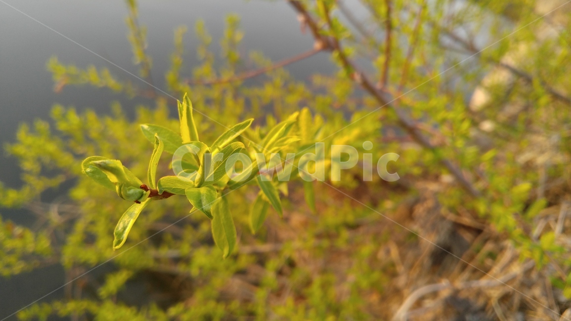 수양버들,버드나무,황녹색,봄,나무,계절,배경,감성,salixbabylonica,willow,olivegreen,spring,tree,season,background,emotional,식물,자연,plants,nature