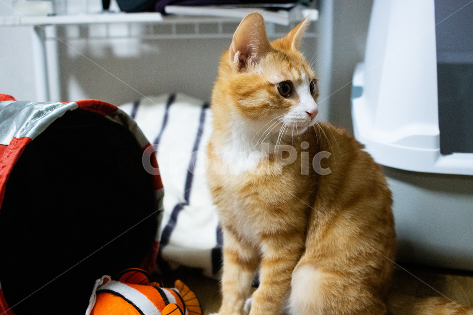 고양이,코리아숏헤어,코숏,아기고양이,치즈태비,치즈고양이,동물,animal,포유류,mammal,고양이,cat,kitten,kitty