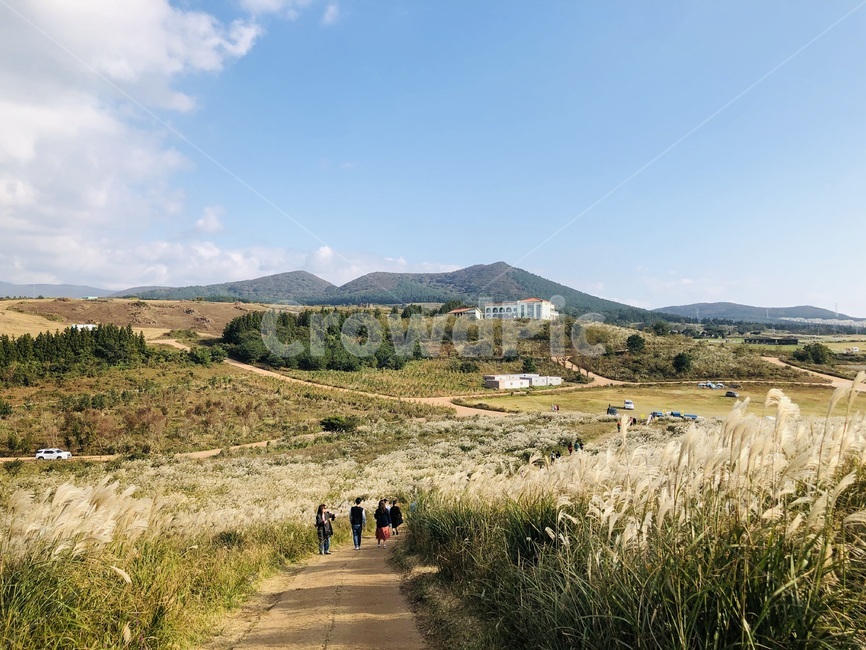 nature,자연,오름,억새,새별오름,제주