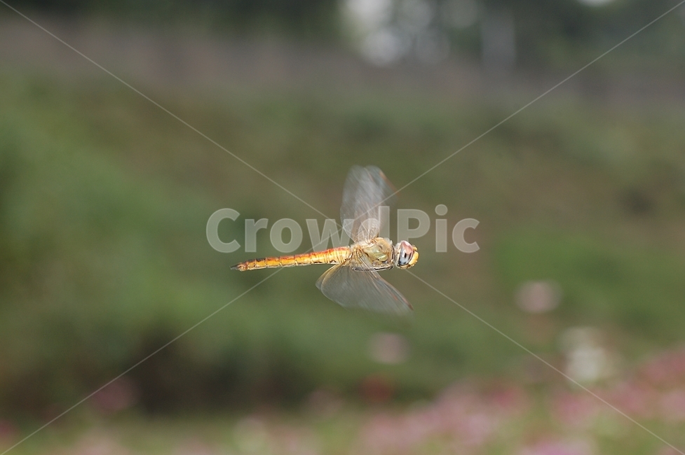 자연,곤충,잠자리,비행,호버링,근접촬영,접사,nature,flying,동물,animal,곤충,벌레,insect,bug
