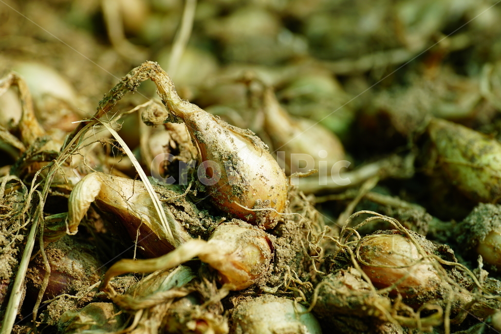 파,파말림,파말리기,야채,채소,식물,시골,농작물,농사,농업,밭농사,vegetable,식자재,식재료,파씨,신토불이,Welshonion,scallion,springonion,greenonion,plants,뿌리,줄기,흙,식물,자연,plants,nature,채소,야채,vegetables