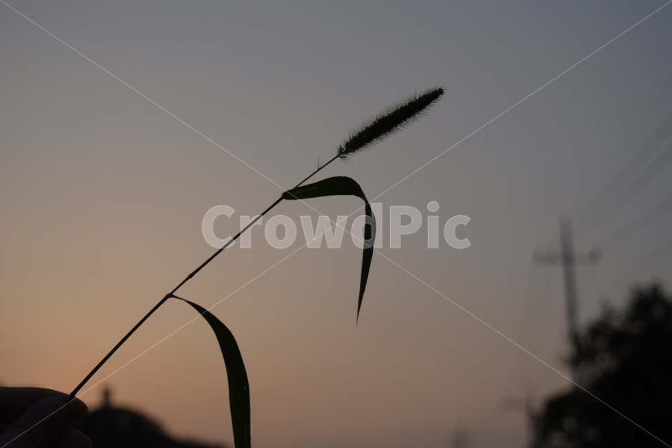 해질녘,실루엣,노을,강아지풀,하늘,저녁하늘,그림자,식물,자연,plants,nature