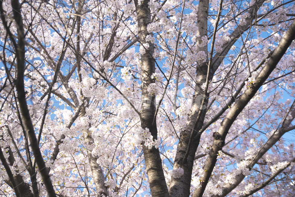 나무,벚꽃,하늘,계절,봄,봄,계절,spring,season,식물,자연,plants,nature,꽃,flower,나무,trees,wood,plant,blossom