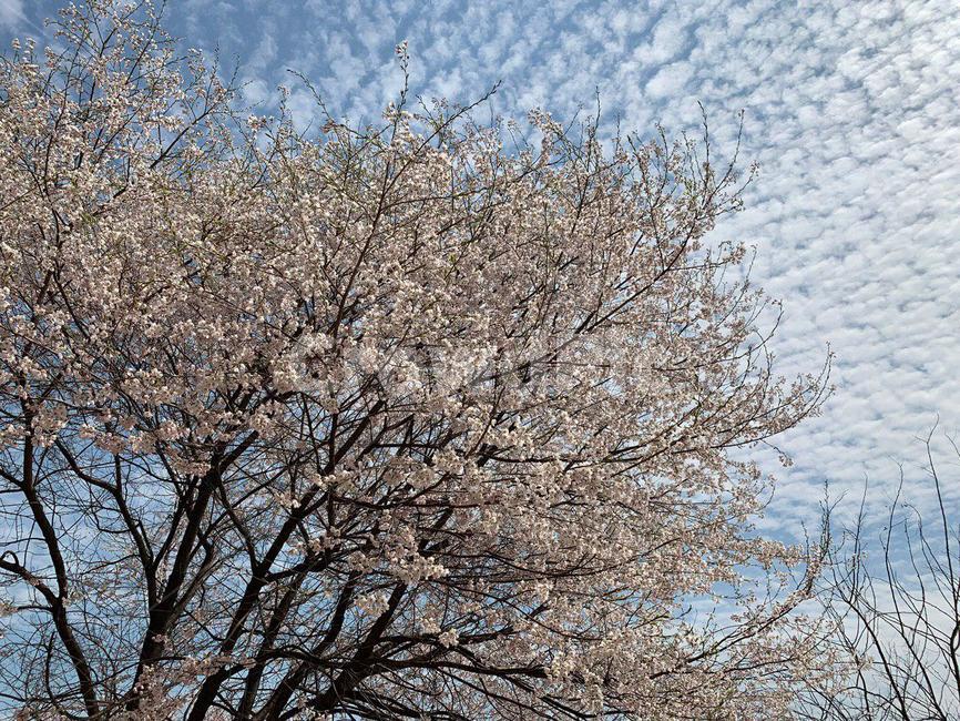벚꽃,벚꽃놀이,꽃,꽃놀이,벚꽃길,안산벚꽃,봄,봄,계절,spring,season,식물,자연,plants,nature,꽃,flower,plant