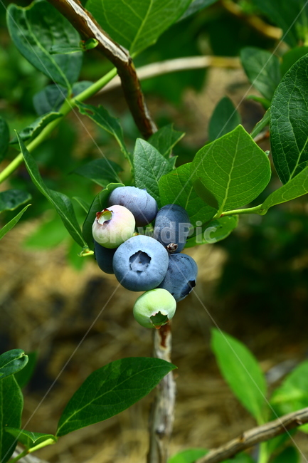 블루베리,베리,과일,나무,식품,농장,과수원,묘목,과수,blueberry,berry,fruit,tree,food,farm,orchard,seedling,fruittree,식물,자연,plants,nature,과일,열매,fruit