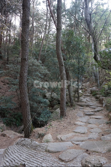 나무,숲,풀,수풀,공원,산,등산,우거진,우거진숲,식물,울창하다,울창함,울창,나무가지,바위,소풍,길,숲길,숲속,돌길,돌담,등산길,등산로,자연,풍경,자연,풍경,nature,landscape,식물,plants,나무,trees,wood,path,통로
