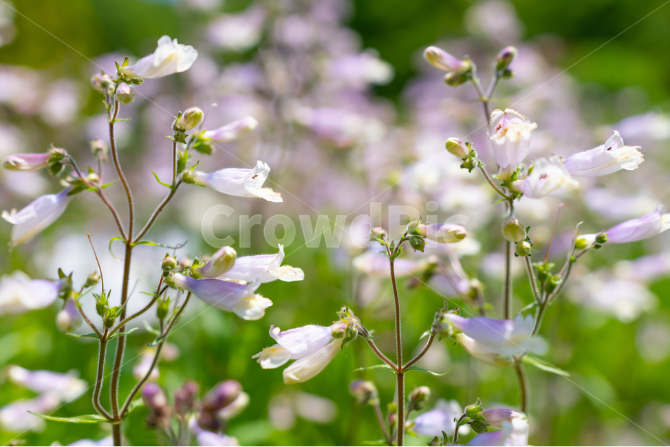 꽃,flowers,풀,식물,plant,식물,자연,plants,nature,꽃,flower