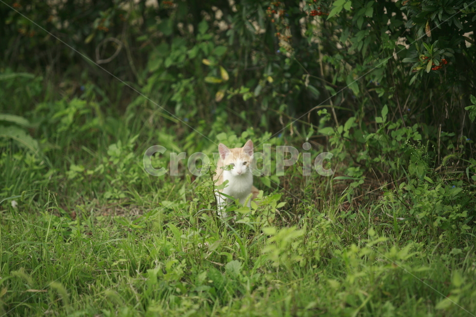 동물,고양이,길고양이,자연,냐옹이,동물,animal,포유류,mammal,고양이,cat,kitten,kitty