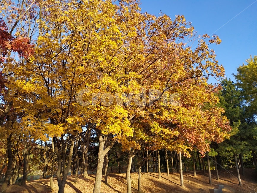 나무,tree,가을,fall,단풍,노란잎,plant,식물,가을,계절,fall,autumn,season,자연,plants,nature,나무,trees,wood