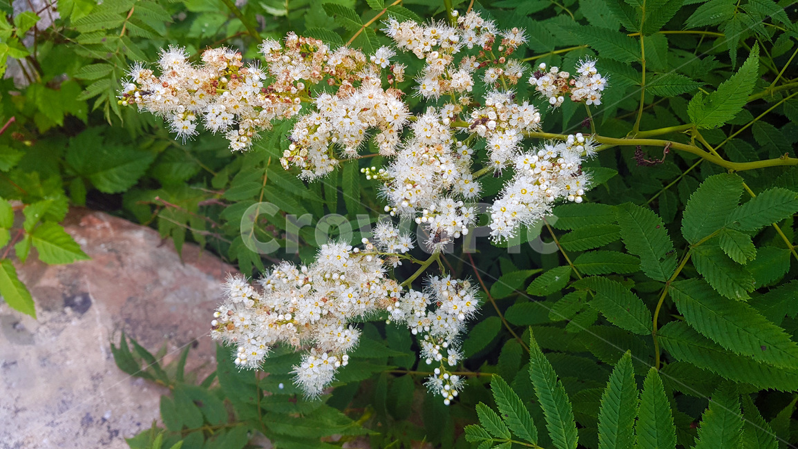 꽃,자연,생물,butterfly,green,식물,풀,흰색꽃,여름,summer,plants,white