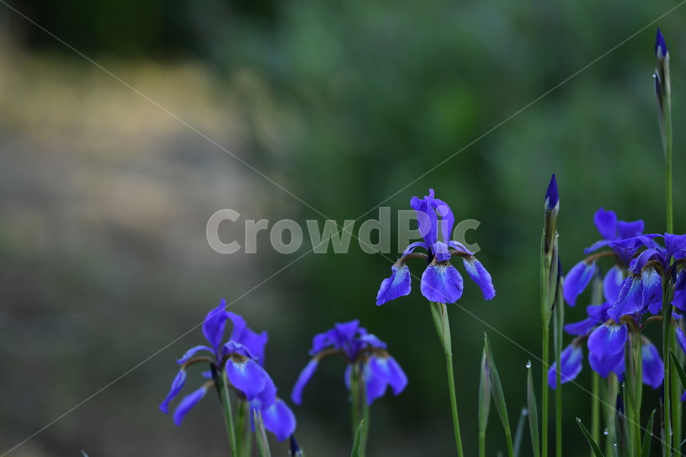 식물,자연풍경,꽃,감성사진,봄,5월,붓꽃,식물,자연,plants,nature,꽃,flower