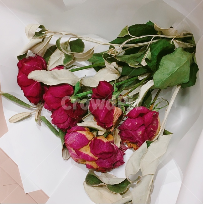 장미,장미꽃,rose,꽃다발,꽃,식물,자연,plants,nature,꽃,flower,기념일,축하,anniversary,congratulation,celebrate,celebration