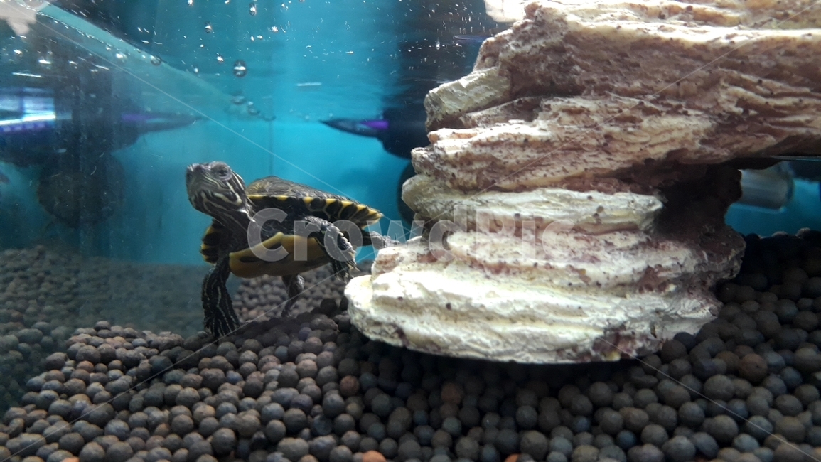 거북,거북이,어항,애완거북,수족관,파충류,양서류,reptile,amphibian