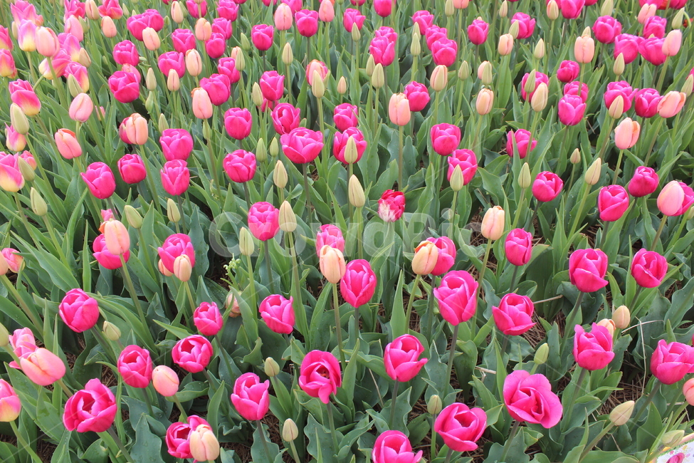 튤립,자연,초록,꽃,flower,식물,자연,plants,nature,꽃,flower