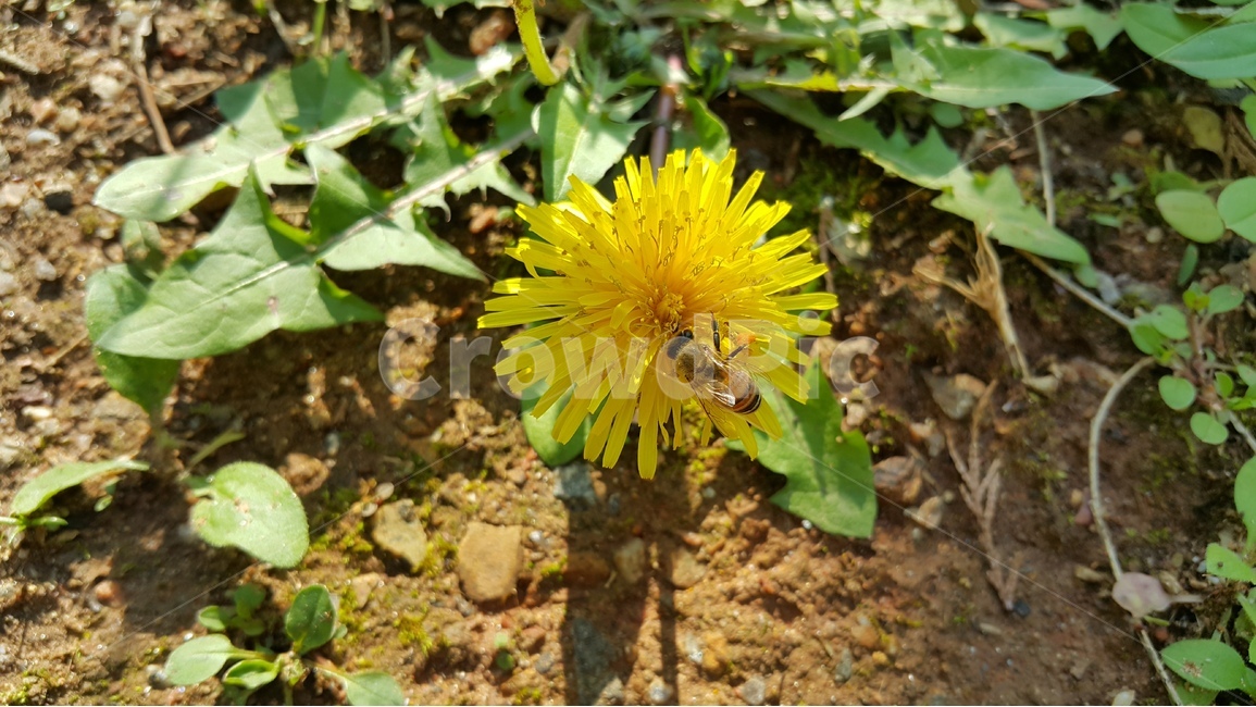 민들레,봄,꿀벌,노랑,자연,식물,꽃,flower,bee,yellow,spring,plant,nature,dandelion,식물,자연,plants,nature,꽃,flower,동물,animal,곤충,벌레,insect,bug