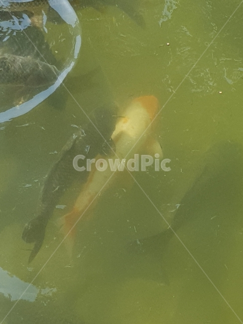 잉어,물가,무리,물속,잉어떼,동물,animal,어류,물고기,fish