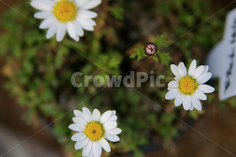 데이지,flower,daisy,daisies,꽃,blossom,식물,plant,식물,자연,plants,nature,꽃,flower