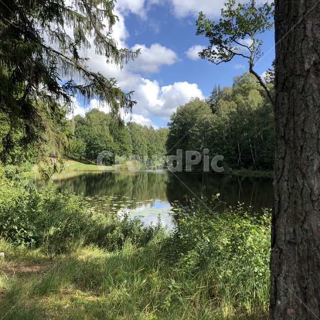 sweden,europe,water,물,nature,자연,land,나라,outdoors,tree,나무,plant,식물