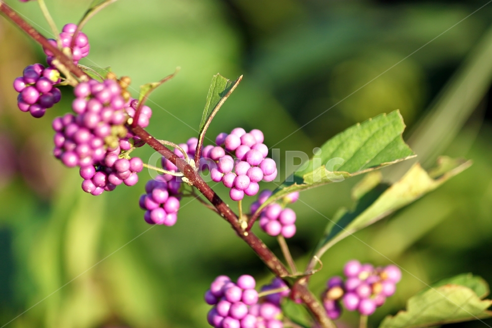 식물,열매,나무,보라색,자연,nature,plant,식물,자연,plants,nature