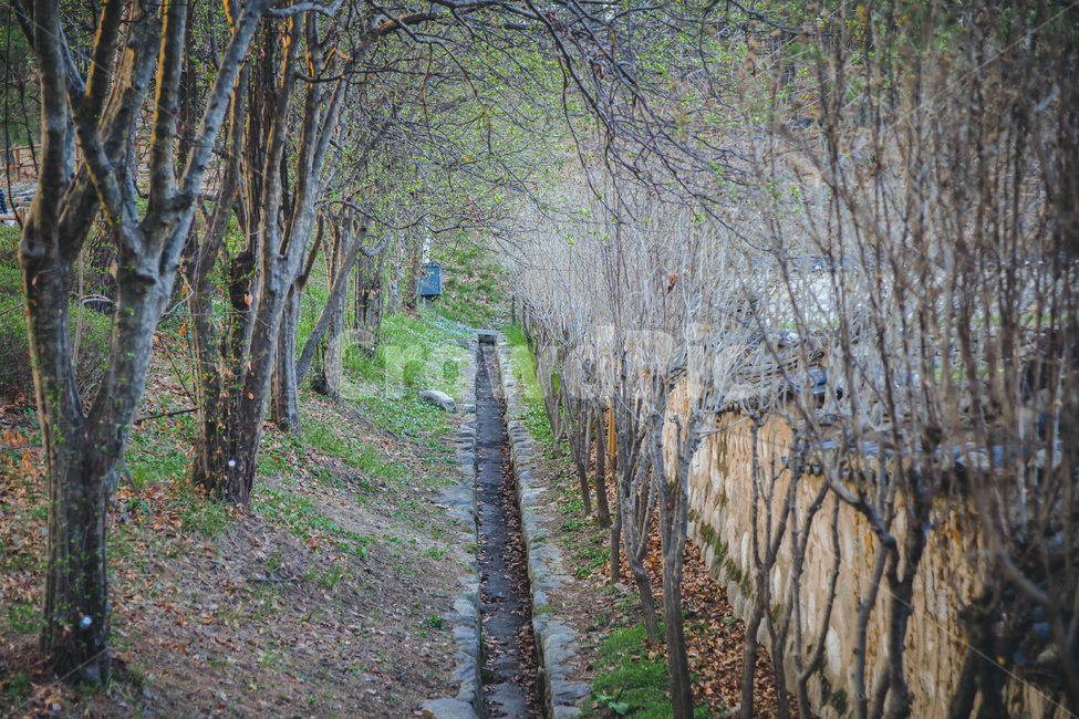 ground,바닥,plant,식물,tree,나무,봄,봄날,새싹,잔디,풀,수로,담장