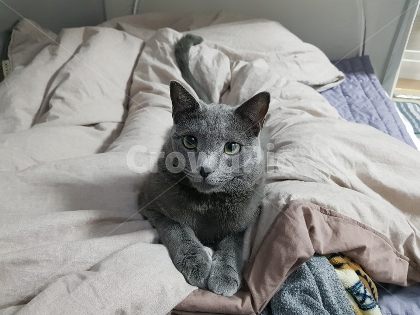 고양이,러시안블루,cat,반려묘,동물,동물,animal,포유류,mammal,고양이,cat,kitten,kitty