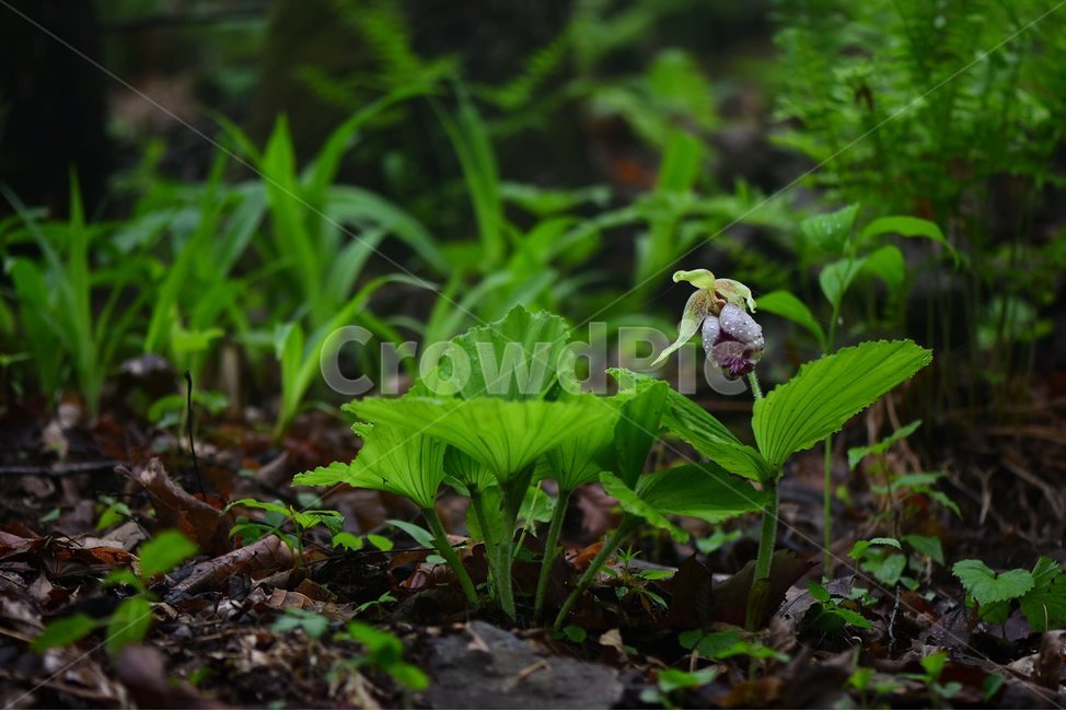 광릉요강꽃,멸종위기,난초과,복주머니란속,야생화,1급,희귀,봄,꽃,plant,wild,flower,자연,생태,식생,풀꽃,식물,식물,자연,plants,nature,꽃,flower