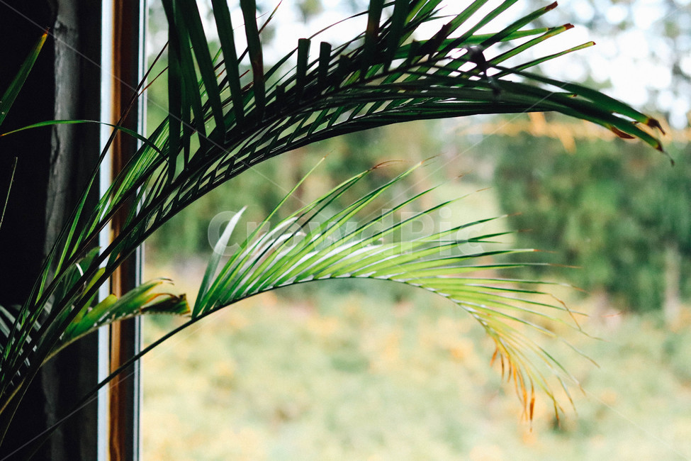 풀잎,자연,창문,plant,식물,초록,그린,green,식물,자연,plants,nature