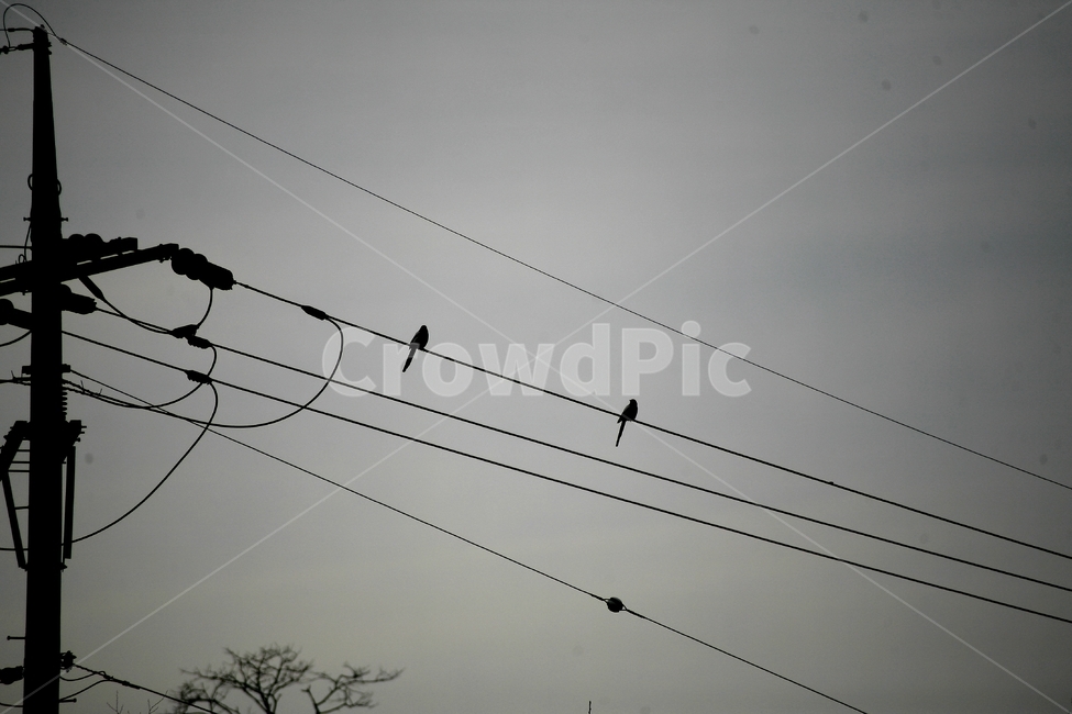 까치,전봇대,까마귀,새,나뭇가지,동물,animal,조류,새,birds