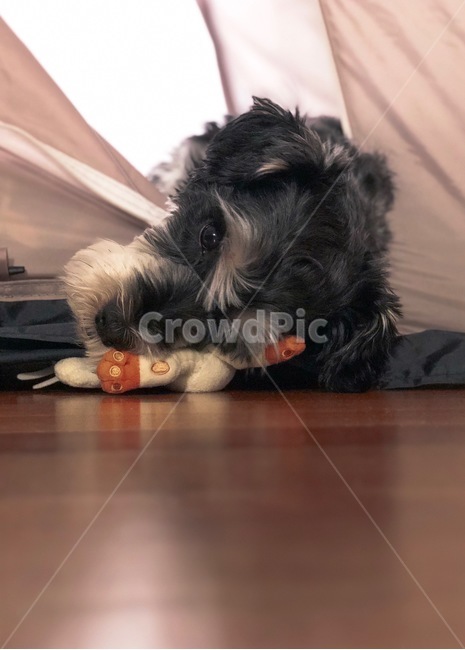 강아지,개,슈나우저,미니어처슈나우저,schnauzer,puppy,dog,miniatureschnauzer,동물,animal,포유류,mammal,개,강아지,dog,doggy