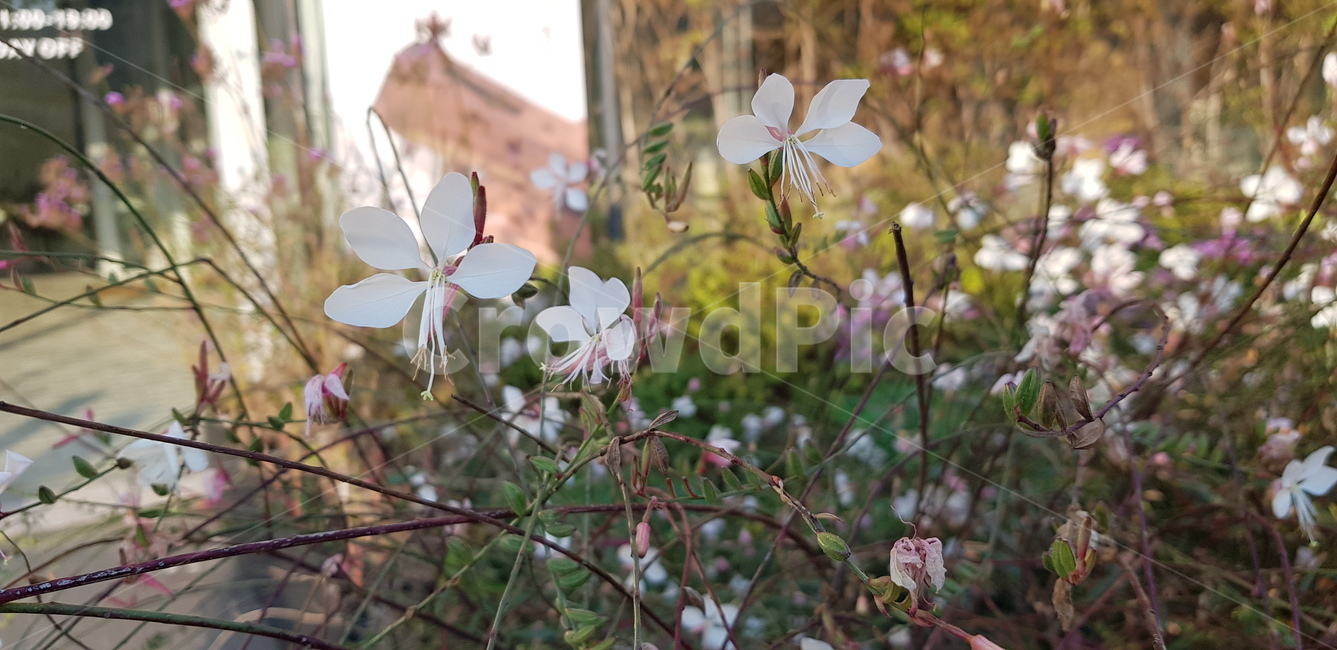 blossom,geranium,제라늄,꽃,flower,식물,plant