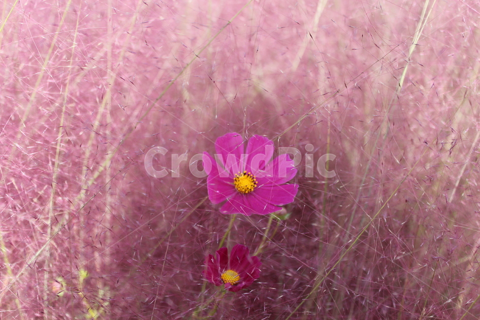 꽃,flower,꽃잎,petal,plant,식물,분홍,노랑,테투리,가지,분홍가지