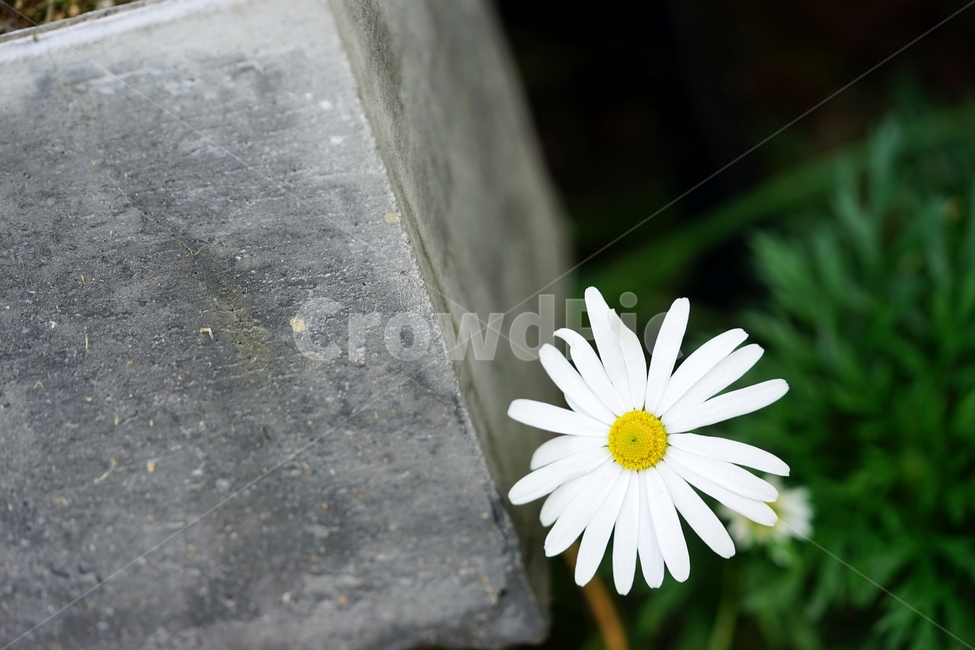 흰색국화,국화,꽃,식물,가을,식물,자연,plants,nature,꽃,flower