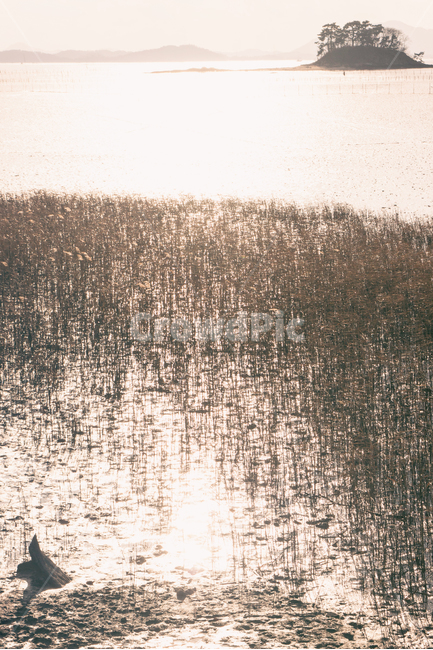 갯벌,만,바다,해안,자연,산,풍경,해질녘,일몰,태양,하늘,구름,해,햇빛,bay,sea,coast,mountain,nature,landscape,sunset,sunfall,sun,sky,cloud,sunlight,reed,갈대,자연,풍경,nature,landscape,한국자연풍경,한국자연경관,korea nature landscape,휴식,힐링,rest,relaxation,healing,rug,깔개