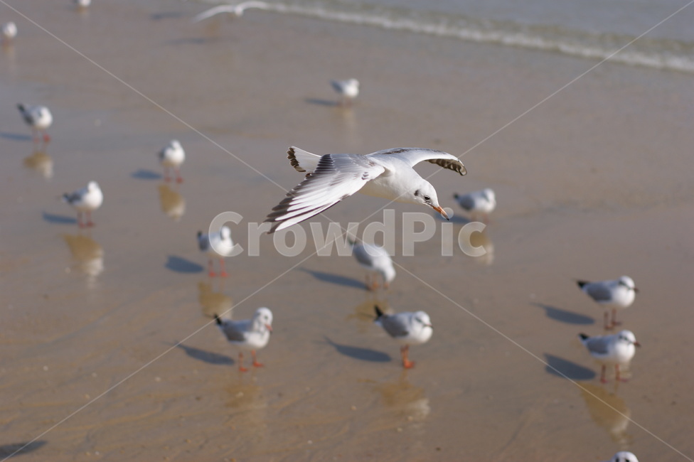 남해안,새,갈매기,seagull,birds,갈매기떼,새떼,파도,바다,모래,모래사장,해안,sand,sea,따뜻한,감성,낭만,feeling,한국자연풍경,자연,풍경,nature,blue,조류,animal,날다,바닷가,하늘,자유,부산,landscape,동물,animal,조류,새,birds