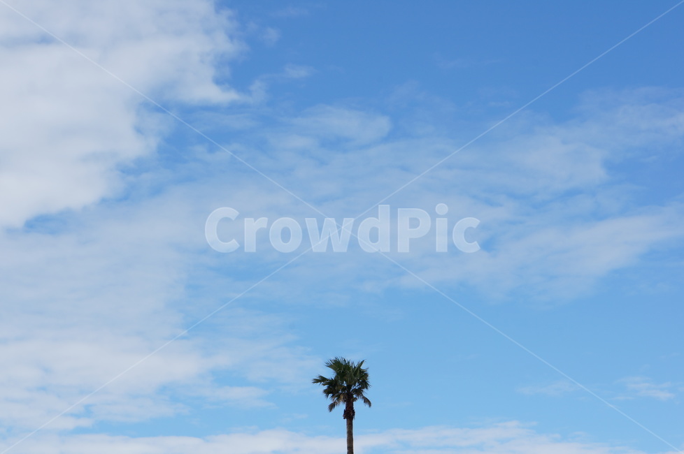 나무,식물,야자수,tree,plant,palmtree,하늘,sky